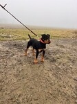 hector